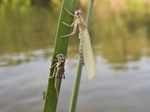 damselfly-metamorphosis-13