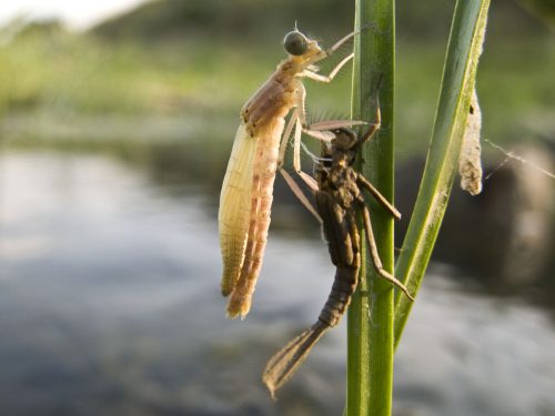 damselfly-metamorphosis-15