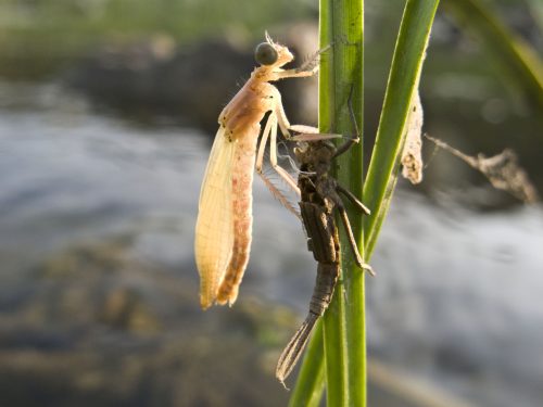 damselfly-metamorphosis-16