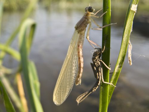 damselfly-metamorphosis-17