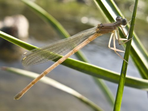 damselfly-metamorphosis-18