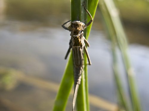 damselfly-metamorphosis-19