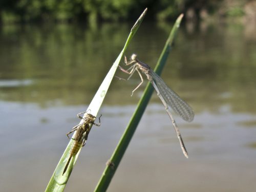 damselfly-metamorphosis-20