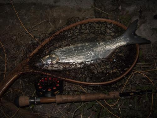 danube-streamer-again-03