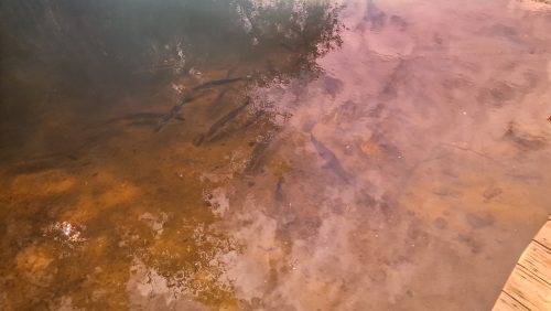 estero-river-florida-202403