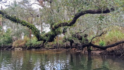 estero-river-florida-202408