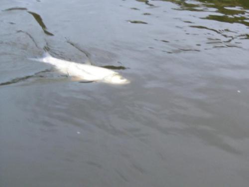 first-asp-on-spey-rod-04