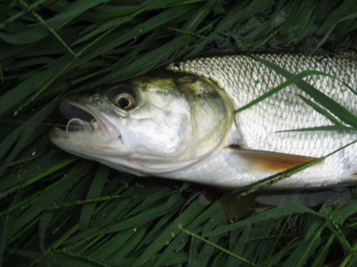 first-asp-on-spey-rod-05