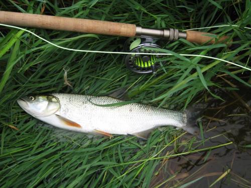 first-asp-on-spey-rod-06