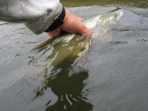 first-asp-on-spey-rod-07