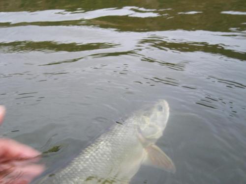 first-asp-on-spey-rod-08