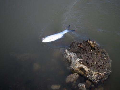 first-asps-on-fly-08