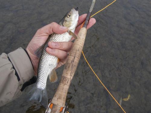 fly-fishing-rositsa-river-2014-03