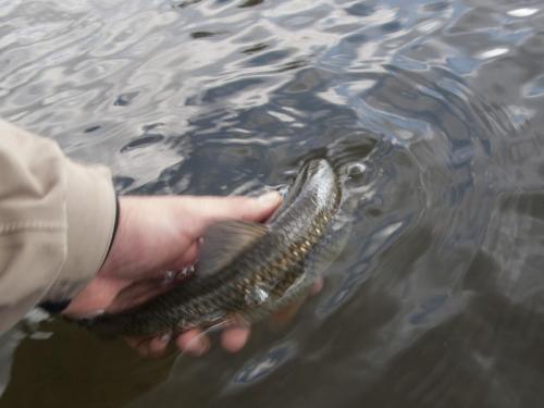 fly-fishing-rositsa-river-2014-05