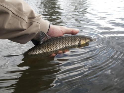 fly-fishing-rositsa-river-2014-13