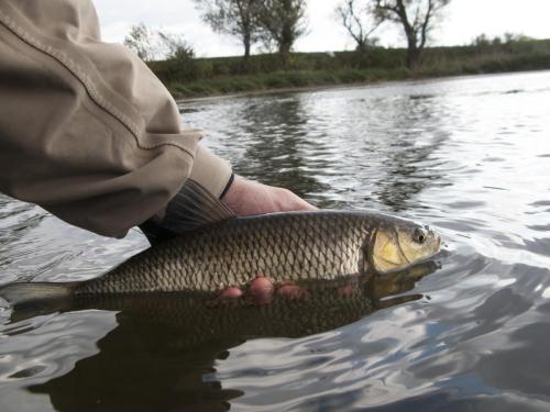 fly-fishing-rositsa-river-2014-15