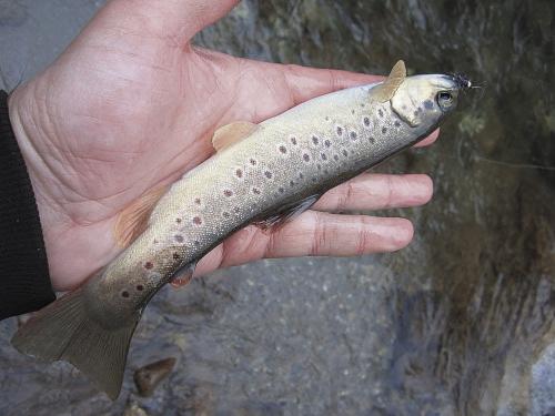 flyfishing-in-mountain-52
