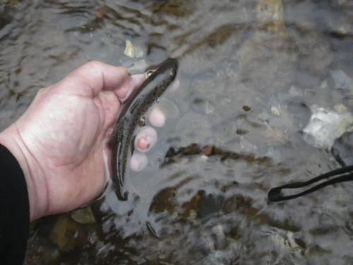 flyfishing-in-mountain-53