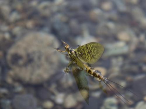 flyfishing-with-friends-in-mountain-03