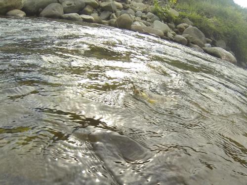 DCIM101GOPRO