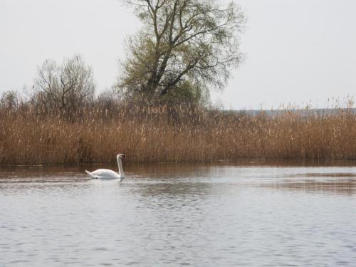 flyfishing-with-swan-03