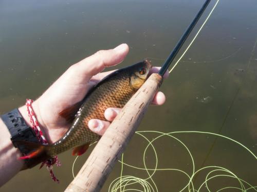 flyfishing-with-swan-08