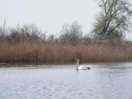 flyfishing-with-swan-09