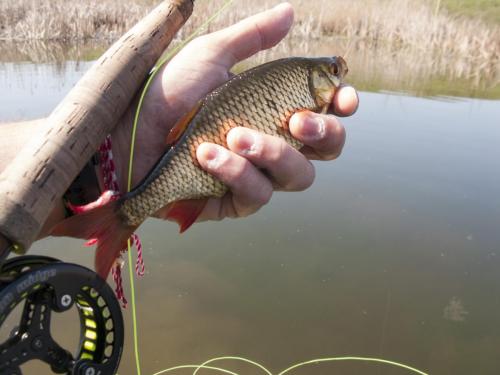 flyfishing-with-swan-10