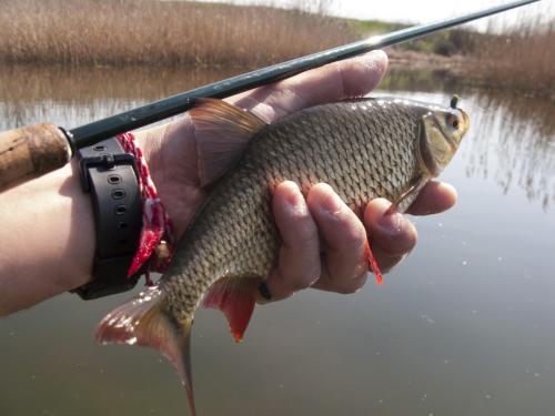 flyfishing-with-swan-13