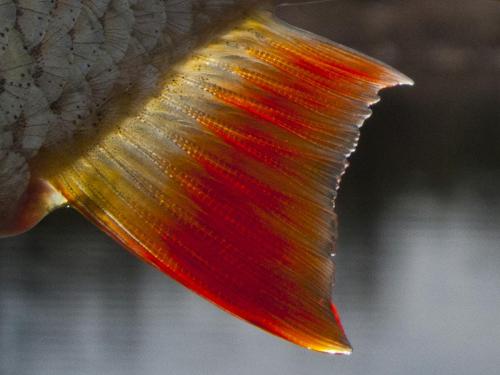 flyfishing-with-swan-14