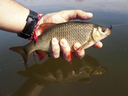 flyfishing-with-swan-16