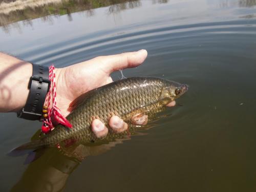 flyfishing-with-swan-17