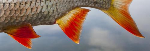 flyfishing-with-swan-18