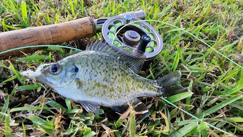 freshwater-florida-202408