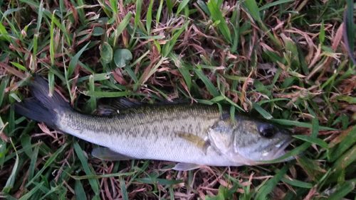 freshwater-florida-202411