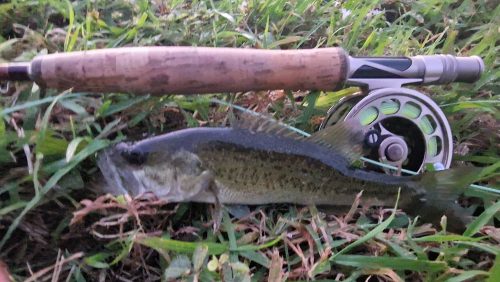 freshwater-florida-202412