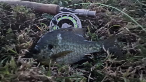 freshwater-florida-202413
