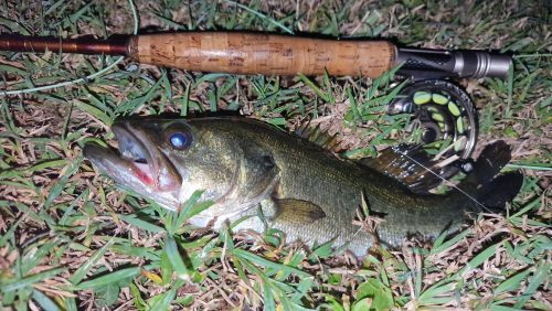freshwater-florida-202414