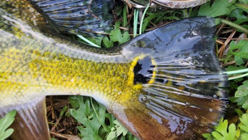freshwater-florida-202416