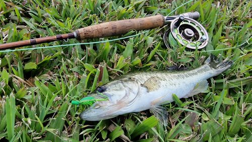 freshwater-florida-202419