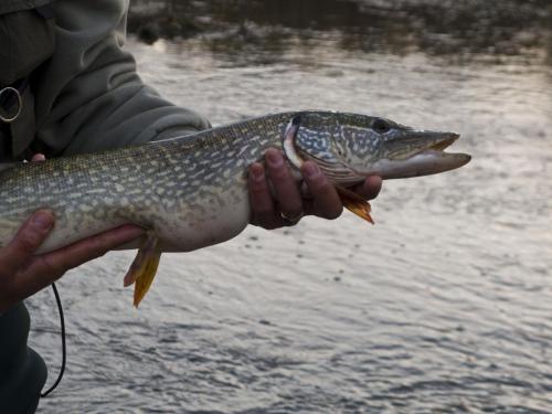 good-pike-iantra-river-08
