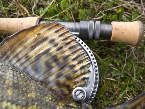 good-pike-iantra-river-09