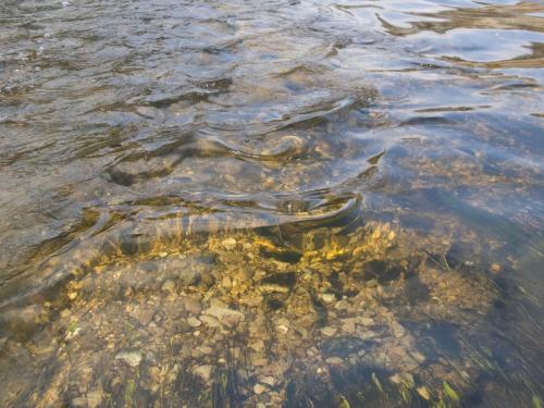 good-pike-iantra-river-11