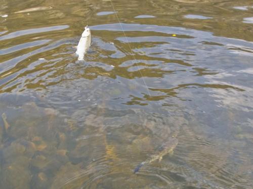 good-pike-iantra-river-13