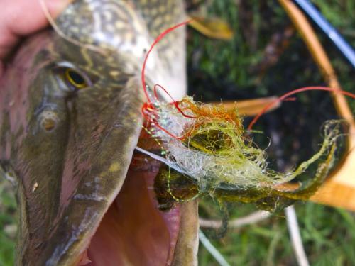 good-pike-iantra-river-15