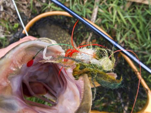 good-pike-iantra-river-19