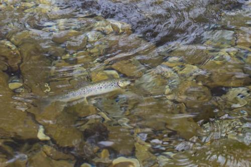 ice-fly-fishing-in-mountain-03