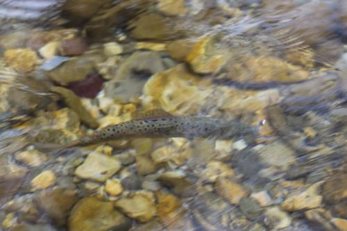 ice-fly-fishing-in-mountain-11