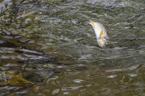 ice-fly-fishing-in-mountain-17