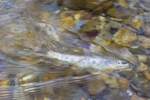 ice-fly-fishing-in-mountain-24